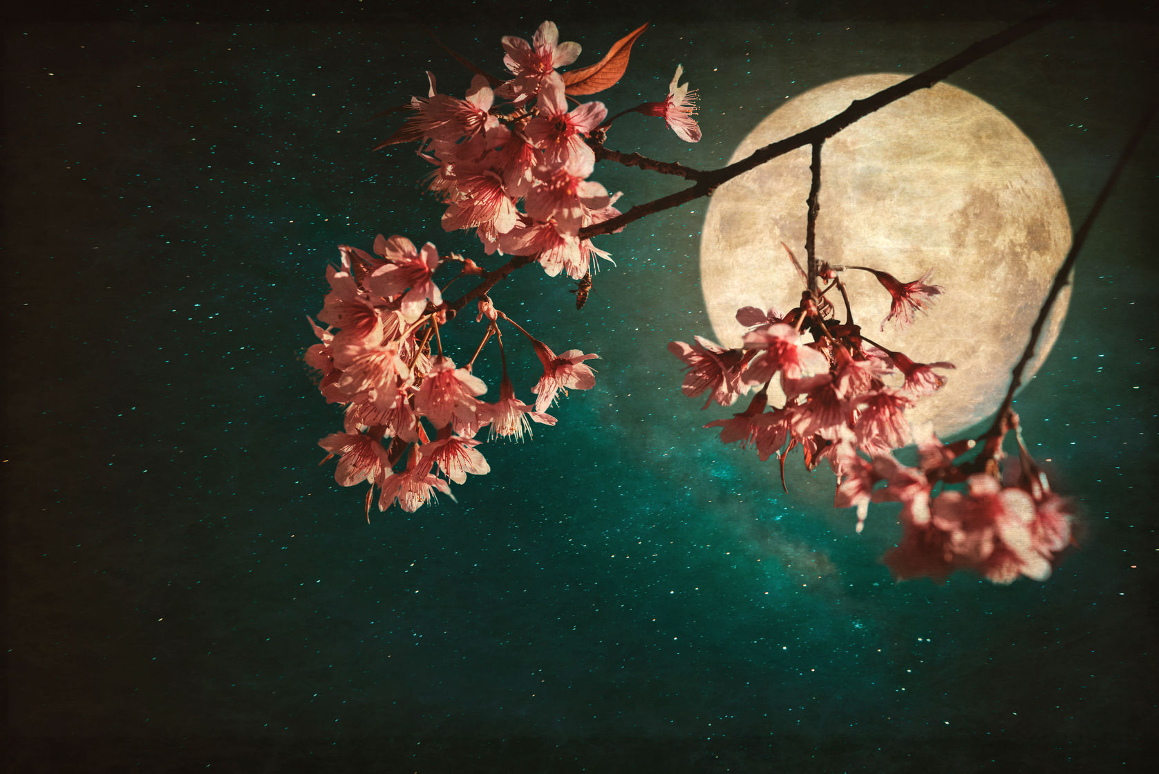 Cherry Blossom and the Misty Moon